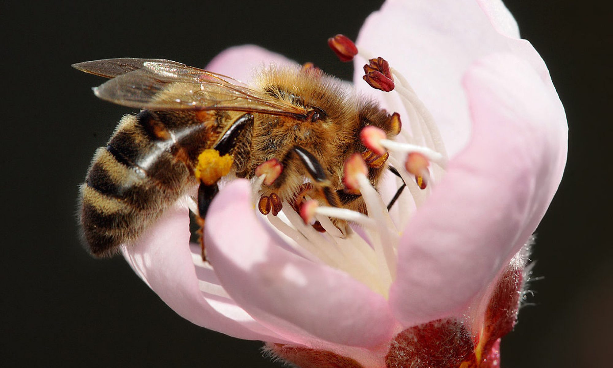 Bee Joy - Help Save the Bees